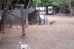Dog & Cat Adoption centre/Shelter in Chennai- Yahshua Animal Trust